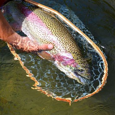A hand grabbing a fish